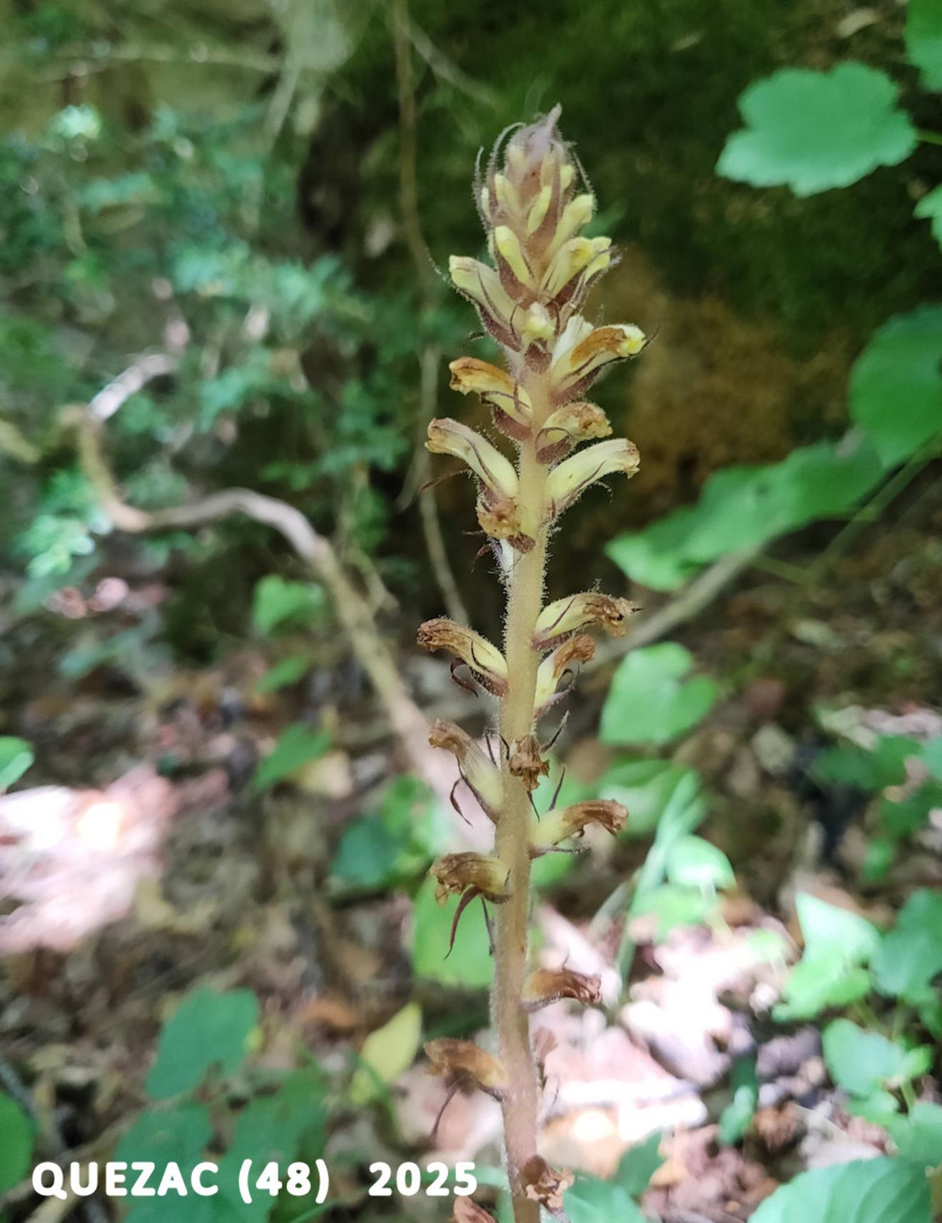 Broomrape, Ivy